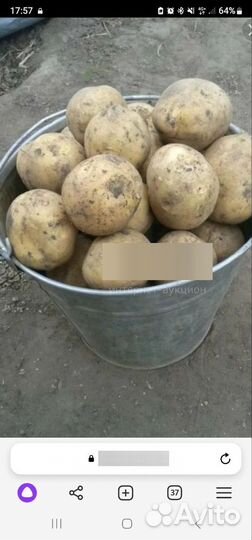 Продам картофель домашний