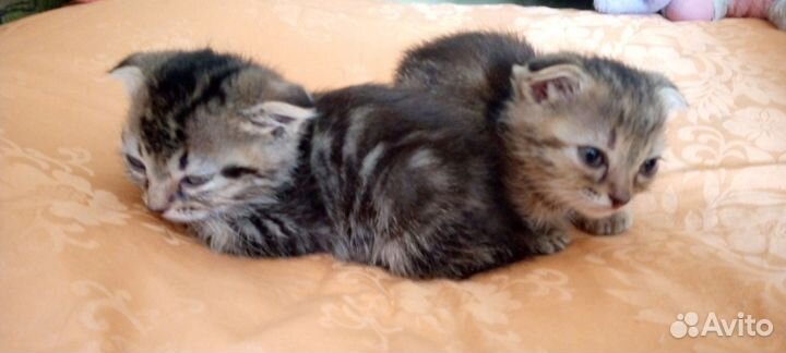 Отдам даром бесплатно