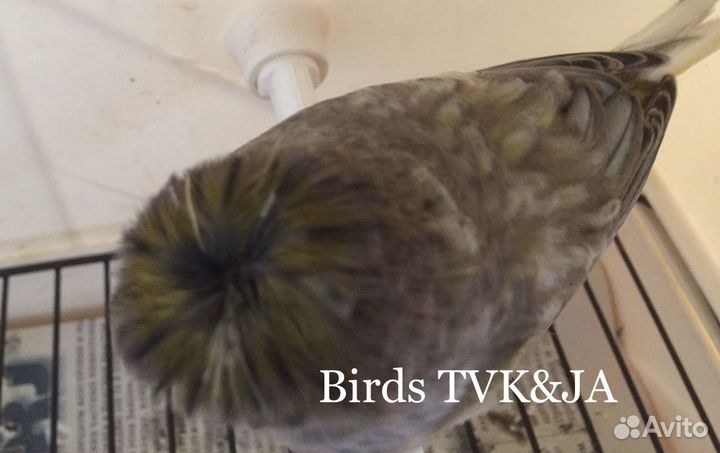 Кенара и канарейки