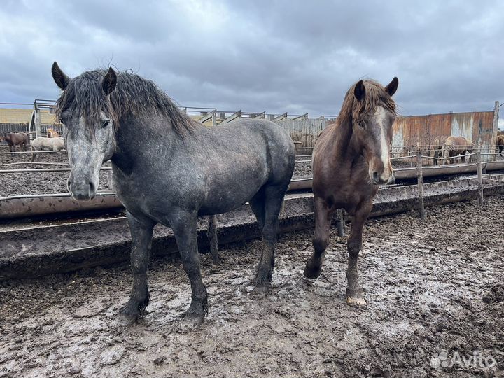 Жеребцы на племя
