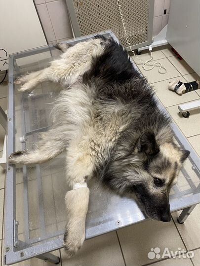 Собака в добрые руки