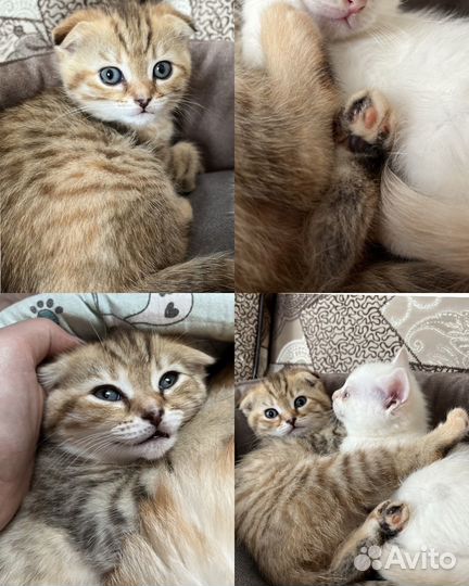 Кошки в добрые руки