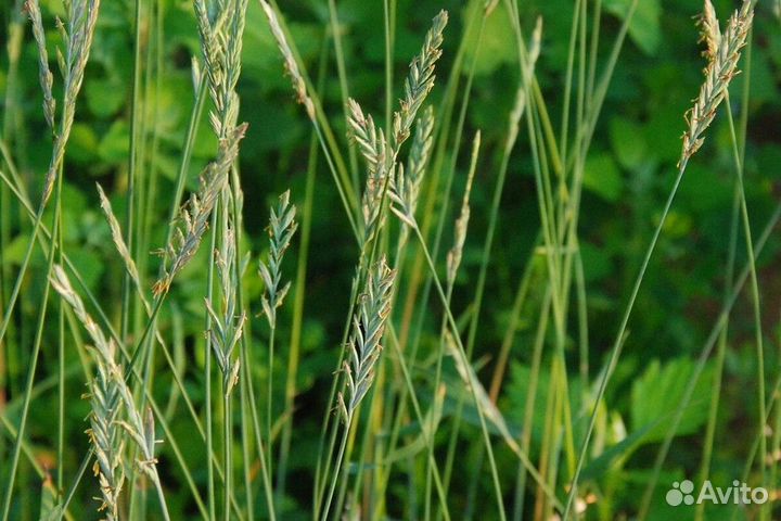 Семена пырей ползучий