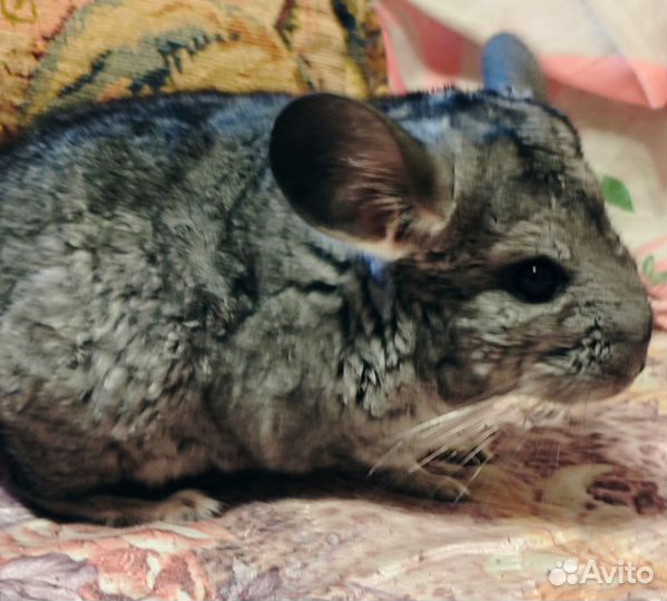 Шиншилла