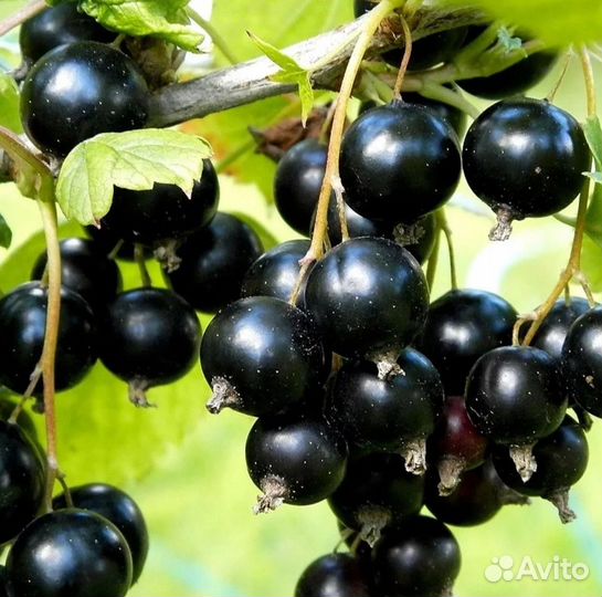 Саженцы красной и черной смородины, крыжовник а