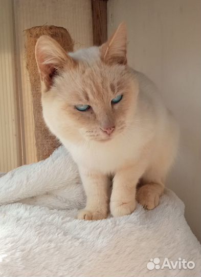 Кот в добрые руки