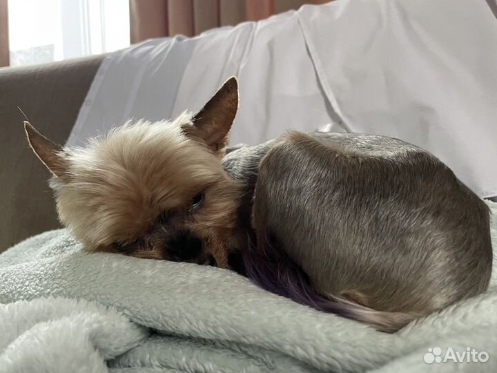 Передежка собак