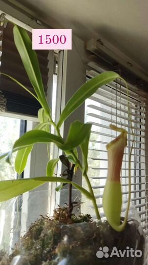 Непентес вентрата