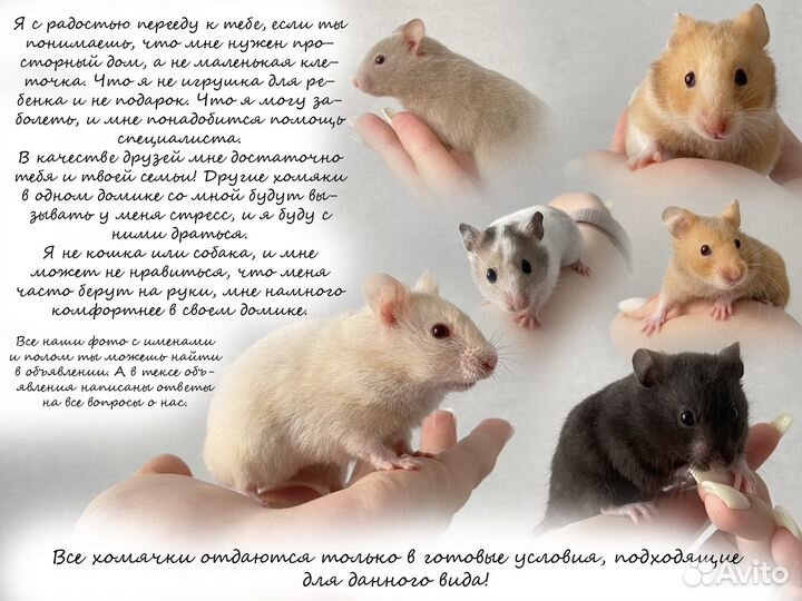 Сирийский хомяк