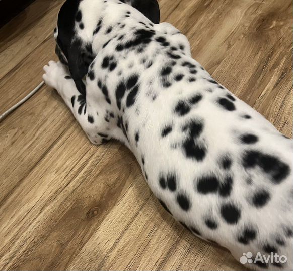 Щенки долматина