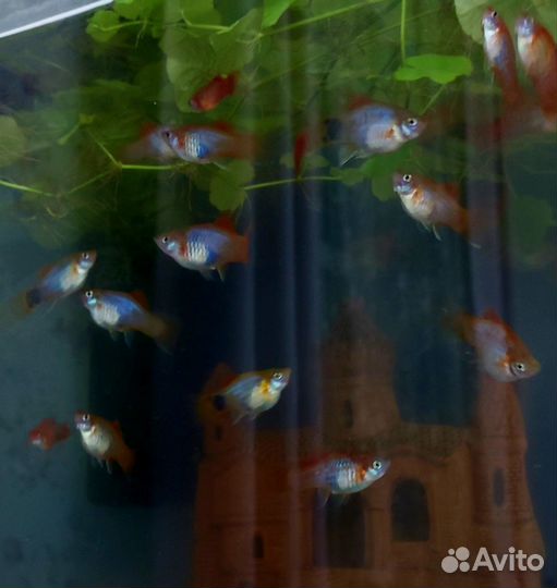 Пецилия. Аквариумная рыбка