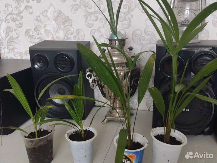Пальма веерная