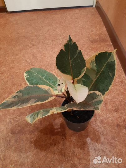 Фикус Белиз