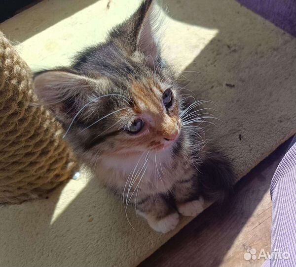 Котята в добрые руки бесплатно