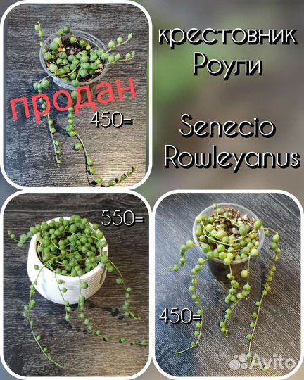 Крестовник Роули, Геррейна вар