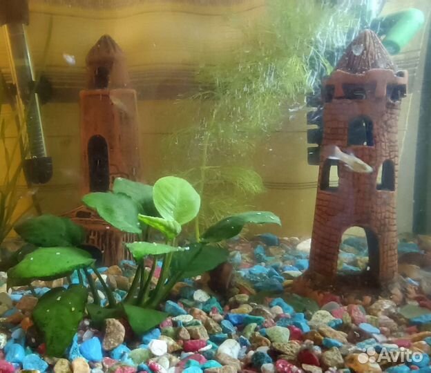 Рыба, Гуппи обыкновенная