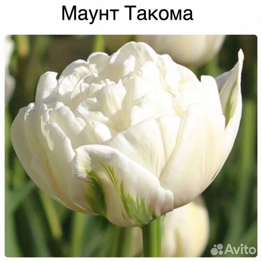 Пионовидные тюльпаны микс