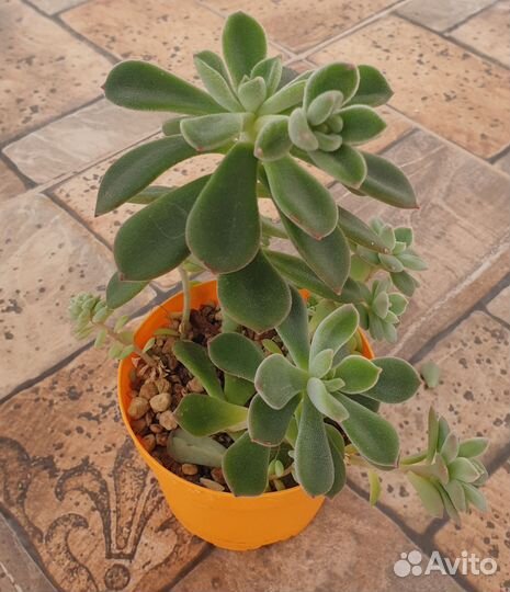 Комнатное растение Эхеверия