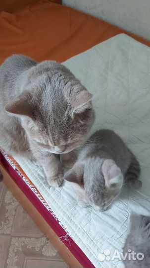 Домашние животные кошки