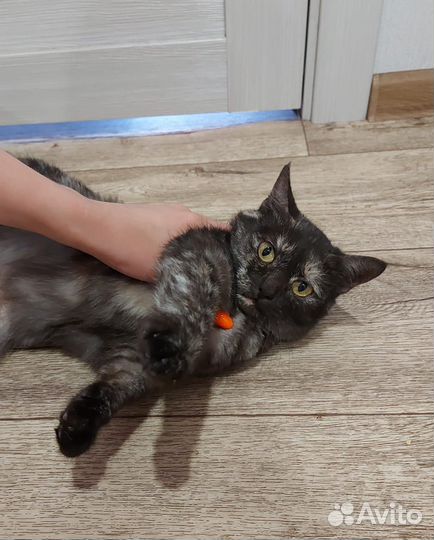 Ласковая,стерилизованная коша с забавным окрасом