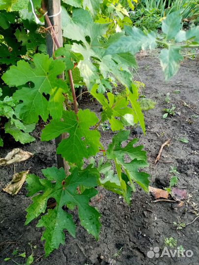 Саженцы винограда