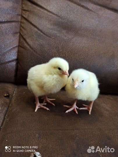 Бролер,индюки,перепела,цыплята,яйца переп.куриные