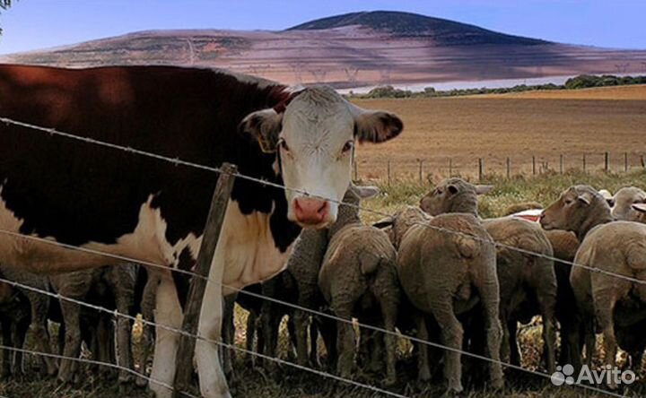 Электропастух