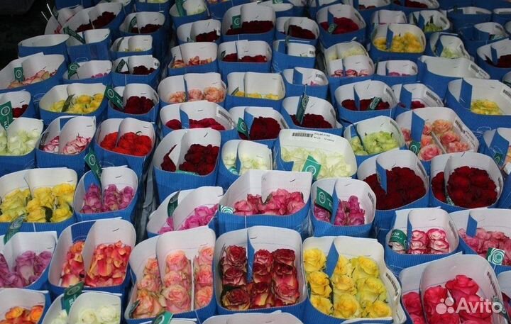 Эквадорская Роза 50-80см