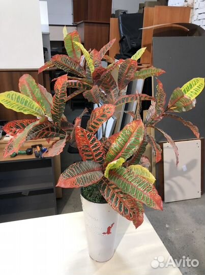 Искусственные растения для декора