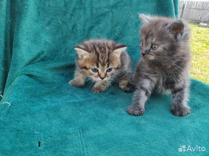 Британские котята, девочки