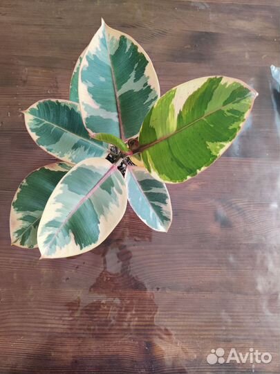 Фикус эластика триколор