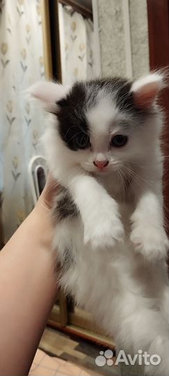 Сибирская кошка