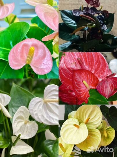 Антуриум деленки и детки от домашних кустов