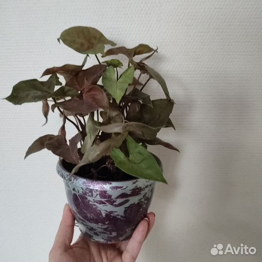 Хойя,сингониум Брокант, хлорофитум