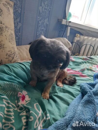 Йоркширский терьер щенки