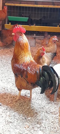 Инкубационное яйцо Кучинская юбилейная