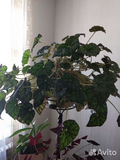 Бегония тигровая