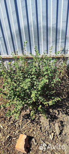 Спирея Вангутта.Невеста