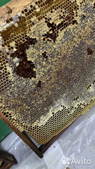 Продам пчелопакеты