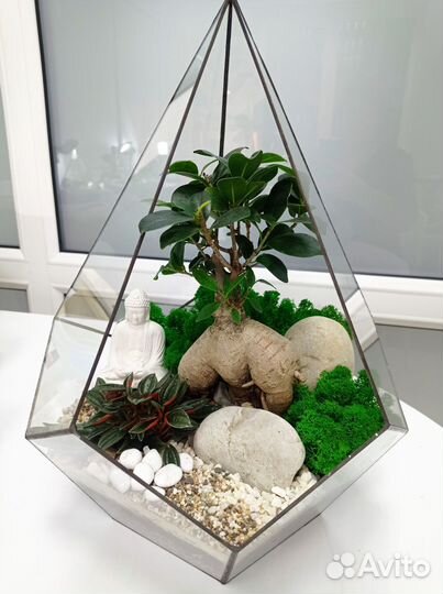 Фикус Бонсай