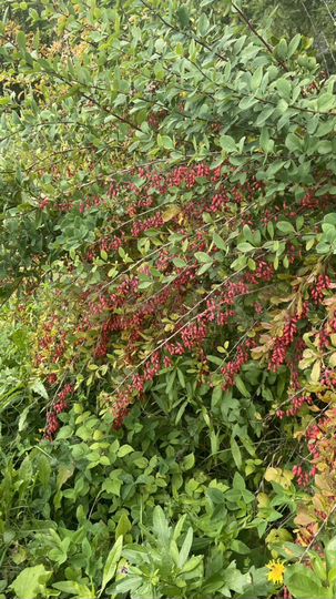 Участок 15 сот. (СНТ, ДНП)