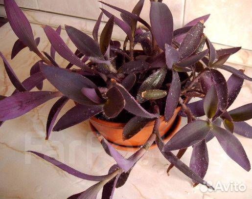 Домашние цветы разные