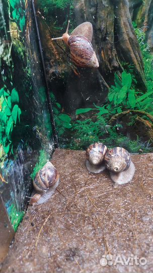 Улитки Ахатины бесплатно