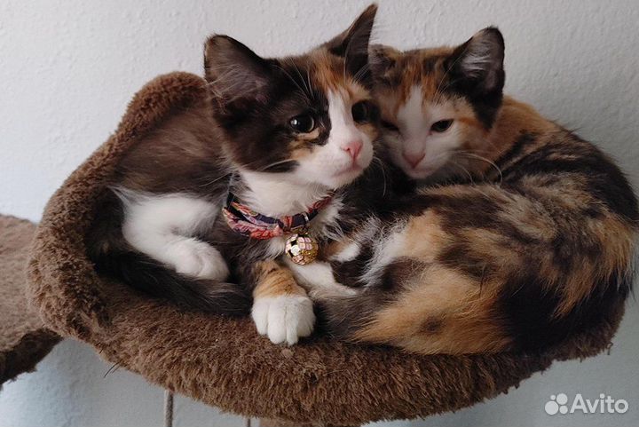 Трехцветные кошки черепашки, черепаховые бесплатно