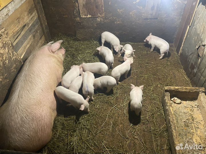 Свиноматки