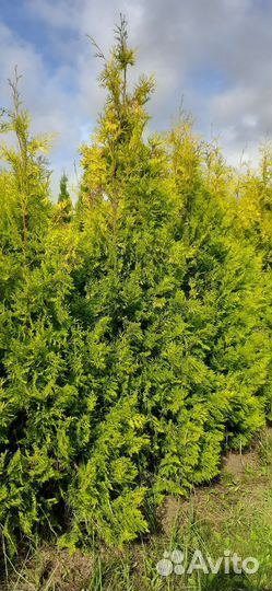 Туя Санкист 2,5-3 метра высота, в наличии,доставка