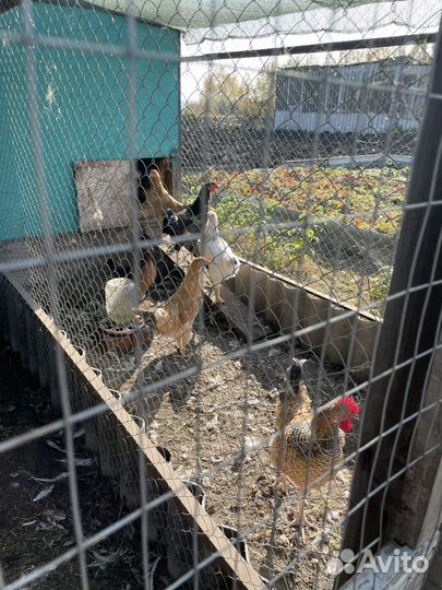 Куры молодки