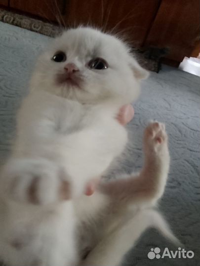 Шотландская