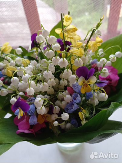 Ландыш садовый саженцы