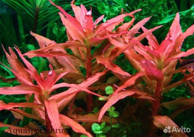 Аммания изящная меристемная (Ammannia gracilis)